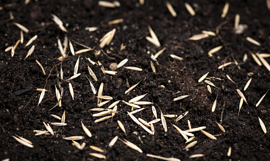 Seeding your lawn